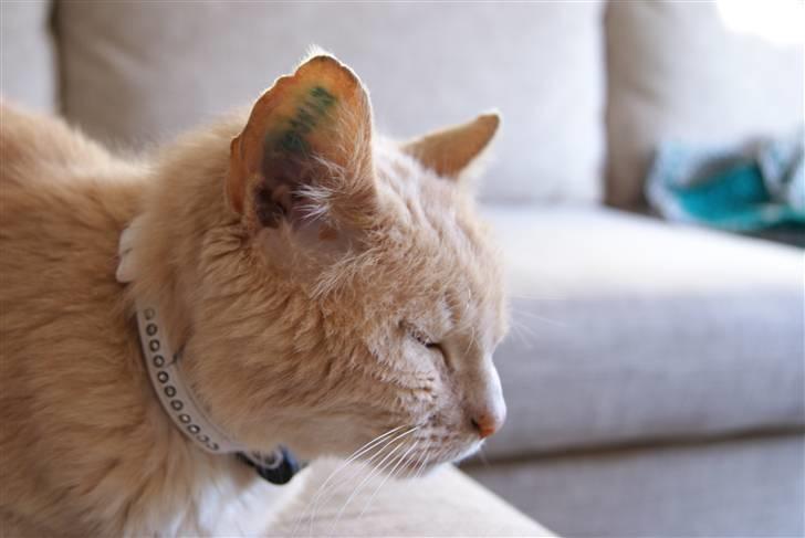 Blanding af racer Louie AFLIVET - NYT billede 19