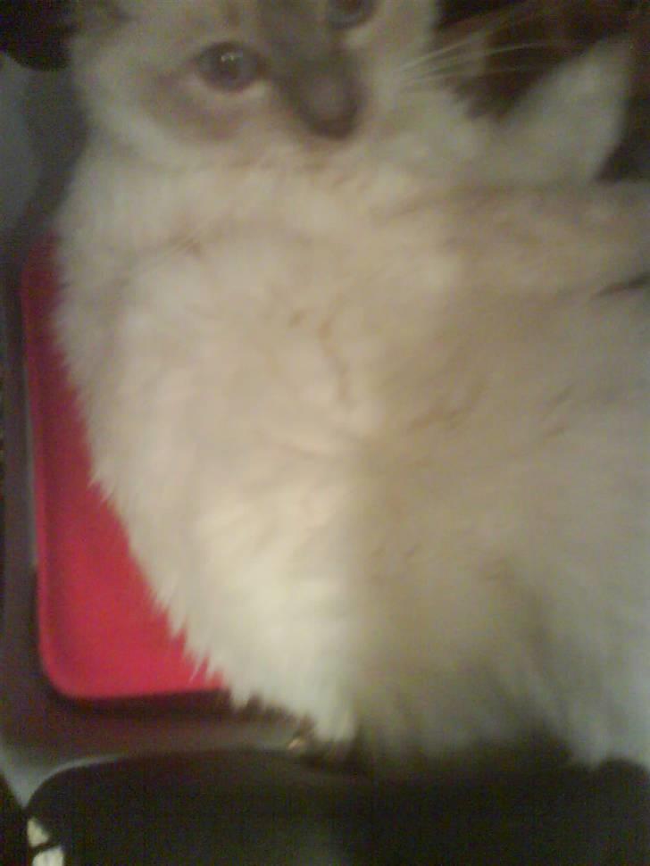 Hellig Birma cemba billede 8