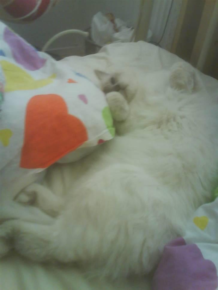 Hellig Birma cemba billede 9