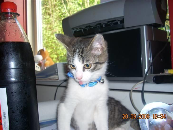 Huskat Pjuske - sidder på fars computer bord:)  billede 1