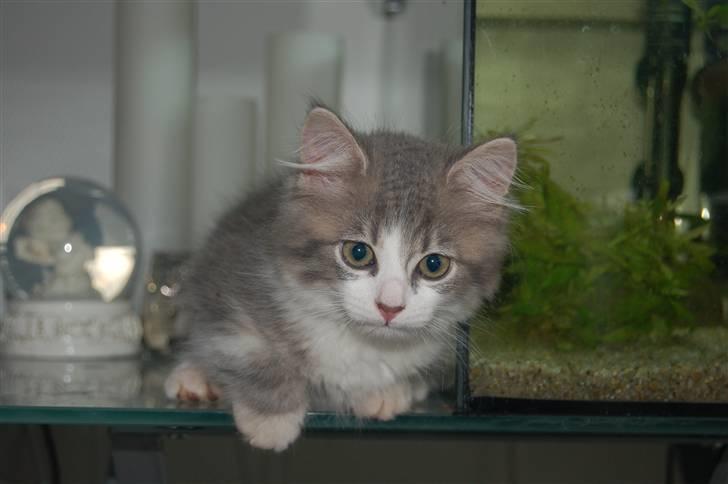 Blanding af racer Splif - Splif elsker at kigge på fiskene i akvariet, og bruger meget tid her :) billede 1