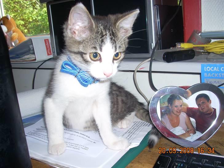 Huskat Pjuske - hmm hvad skal jeg nu lave??  billede 2