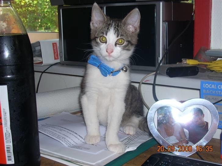 Huskat Pjuske - hej mor ser jeg ikk sød ud??  billede 3