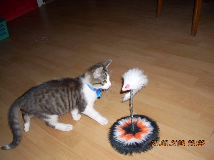 Huskat Pjuske - uha hvad er det mor?  billede 4