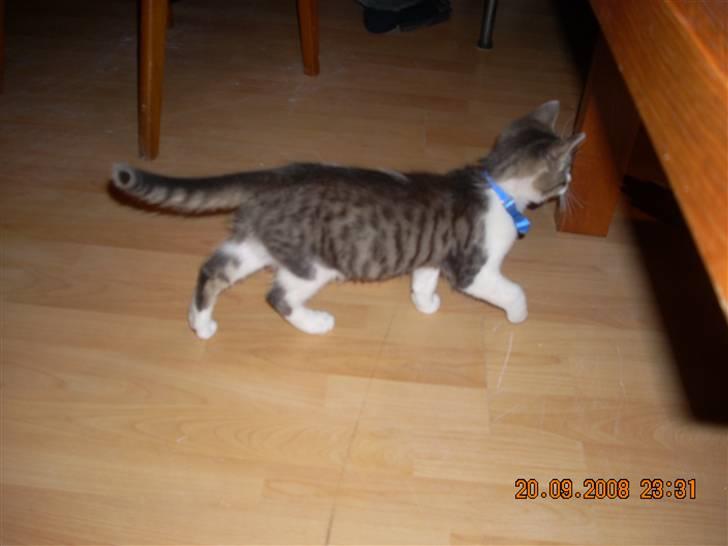 Huskat Pjuske - orv der var et eller spændene der.. :)  billede 5