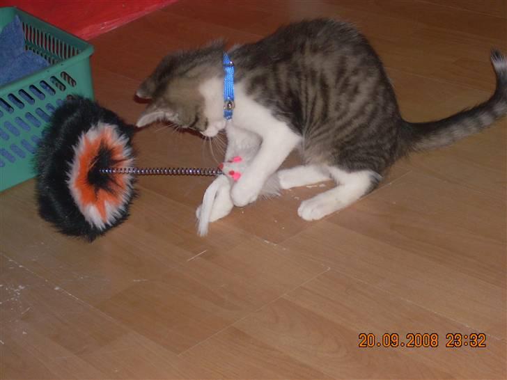 Huskat Pjuske - hihi  billede 6