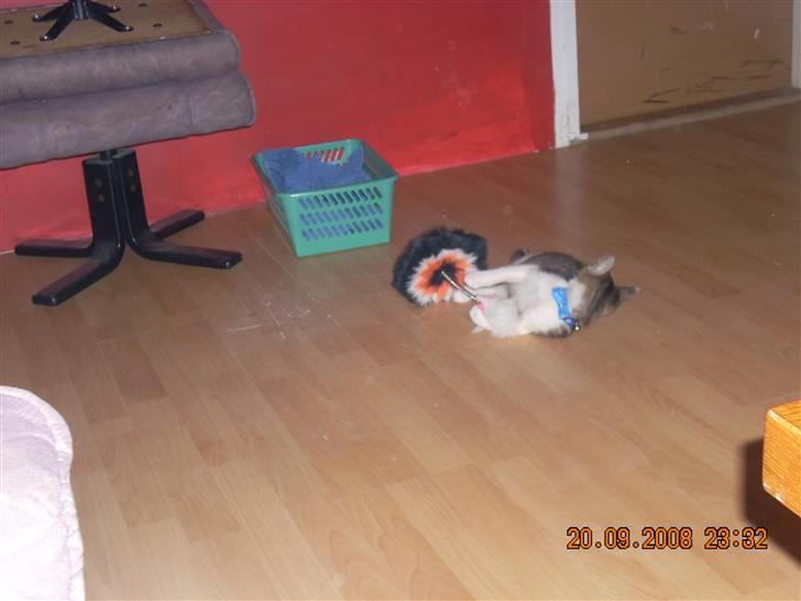 Huskat Pjuske - hmm den blir ved med at angribe:)  billede 7