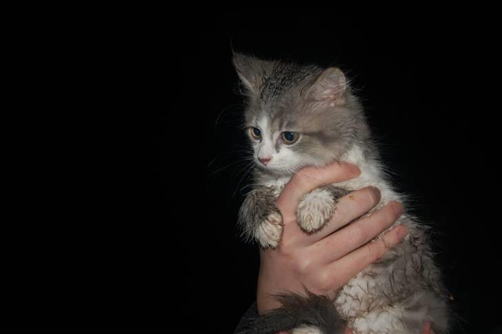 Blanding af racer Splif - Her poserer jeg for kameraet.. er jeg ikke fiin!?!?! billede 5