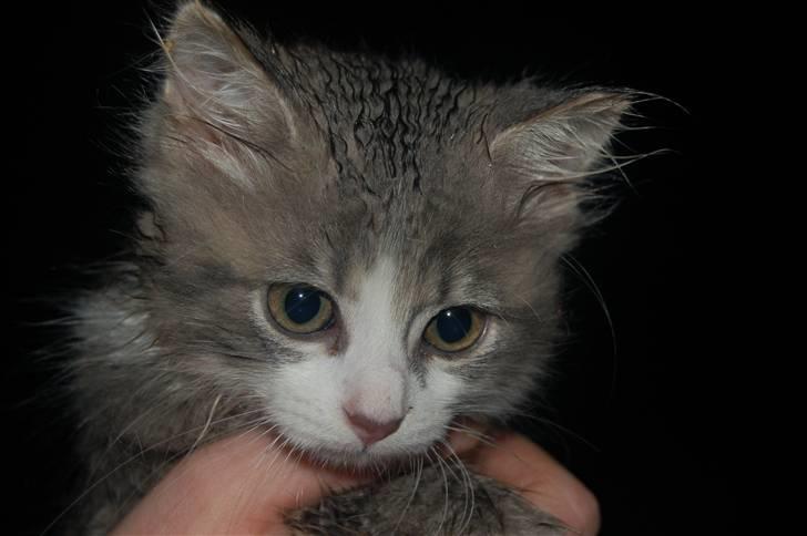 Blanding af racer Splif - Smukke øjne.. seee mine krøller :) billede 6