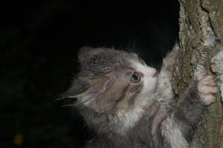 Blanding af racer Splif - Jeg er vild og farlig.. Nu skal du få.. hehe billede 7