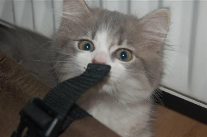 Blanding af racer Splif - Hvad lugter den her af??? billede 9