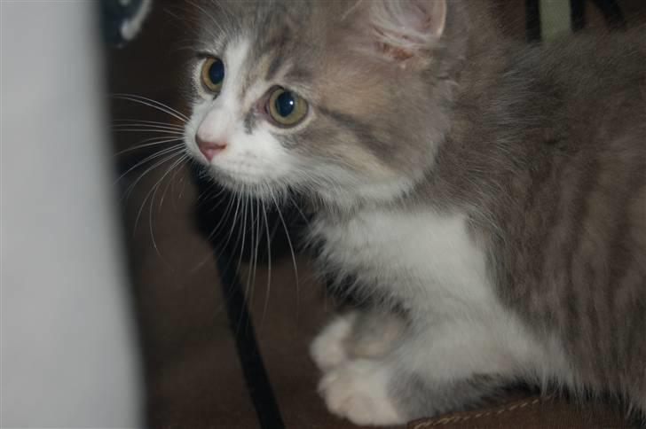 Blanding af racer Splif - Hov hvad var det??? billede 11