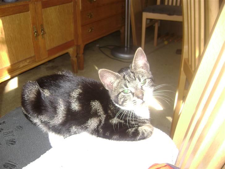 Huskat ingen i nu SOLGT billede 11