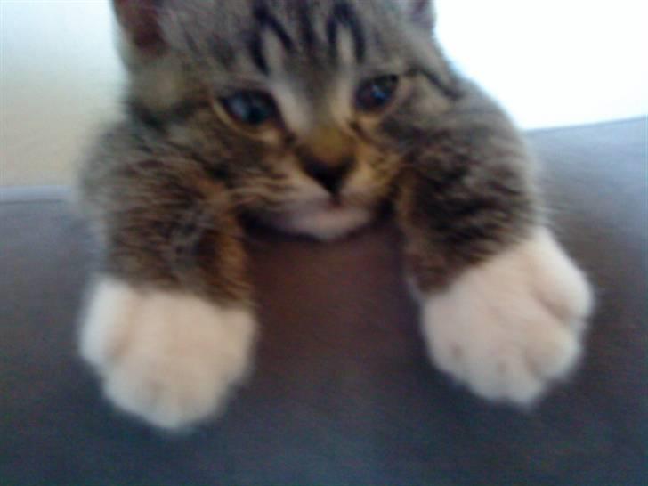 Blanding af racer Mali R.I.P 07.05.09 - Titte bøøøh (5uger) billede 1