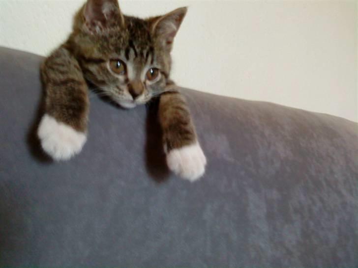 Blanding af racer Mali R.I.P 07.05.09 billede 2