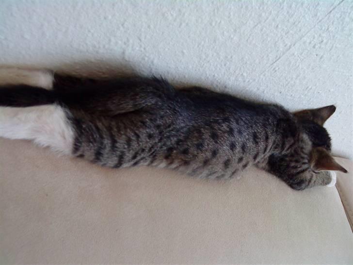 Blanding af racer Mali R.I.P 07.05.09 - Aaah jeg eeelsker bare MIN sofa :D (6uger) billede 3