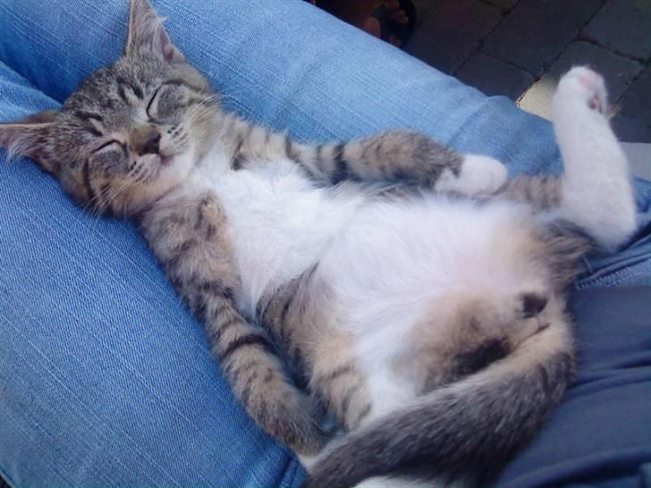 Blanding af racer Mali R.I.P 07.05.09 - Hvor er det dejligt at ligge på mosters skød... billede 4