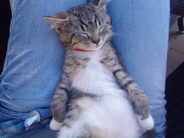 Blanding af racer Mali R.I.P 07.05.09 - Se hvor sød jeg er.. billede 5