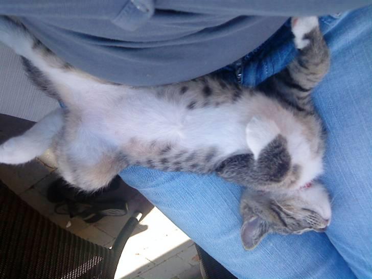 Blanding af racer Mali R.I.P 07.05.09 billede 6