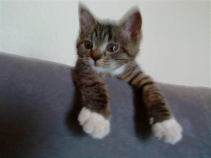 Blanding af racer Mali R.I.P 07.05.09 billede 7