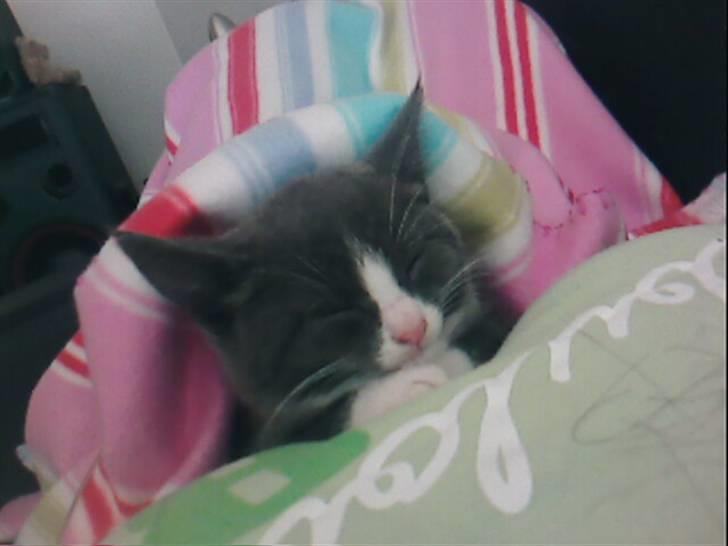 Huskat Gråmis billede 1