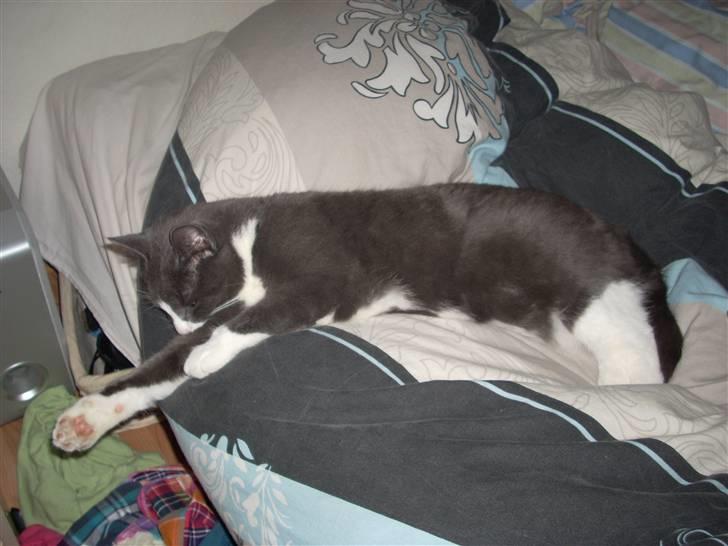 Huskat Gråmis billede 2