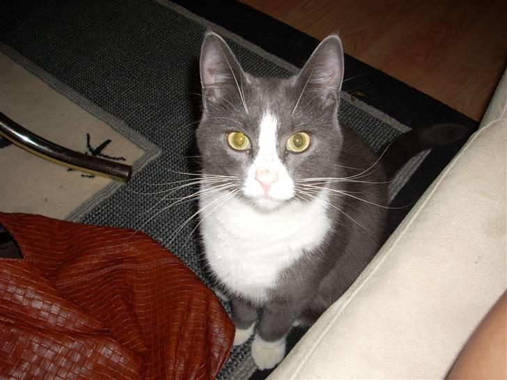 Huskat Gråmis billede 3