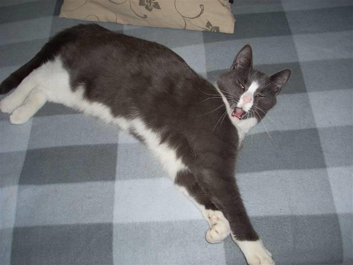 Huskat Gråmis billede 4