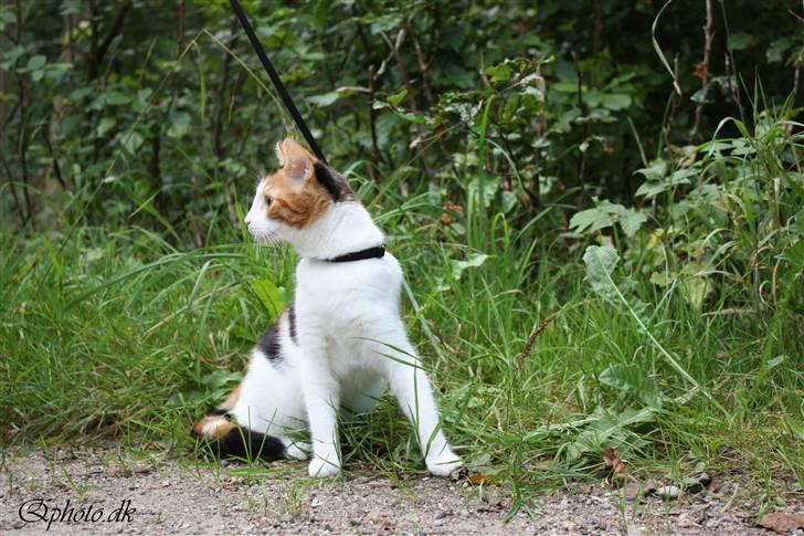 Huskat Lilo billede 13