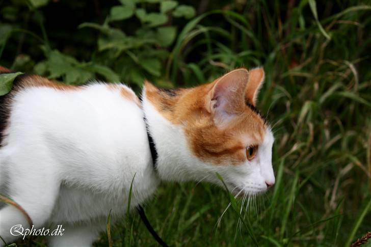 Huskat Lilo billede 14