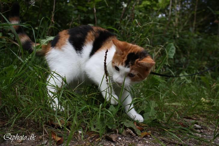 Huskat Lilo billede 15