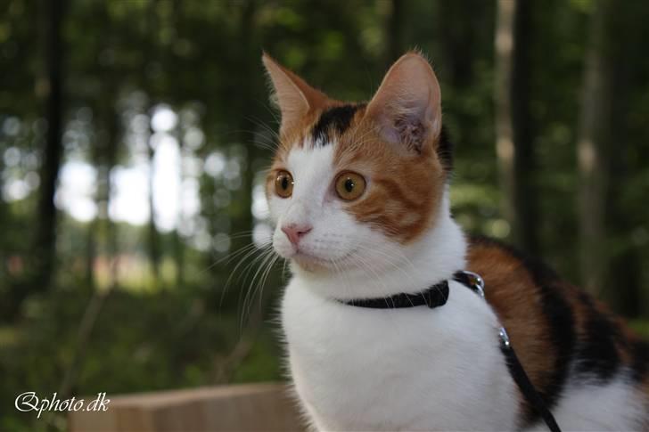 Huskat Lilo billede 16