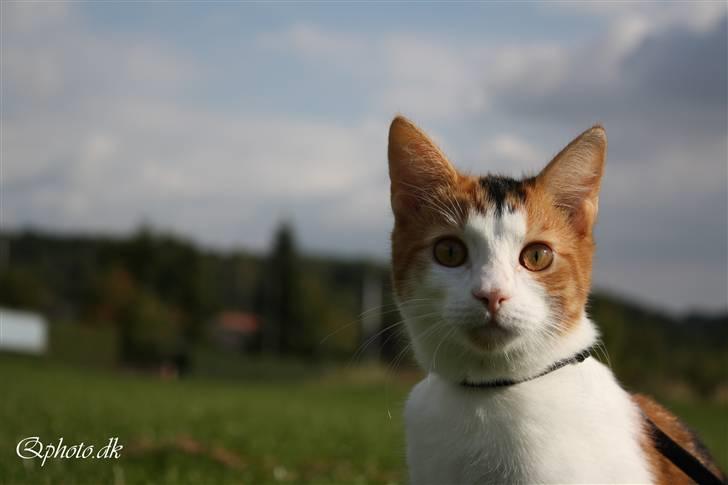 Huskat Lilo billede 17