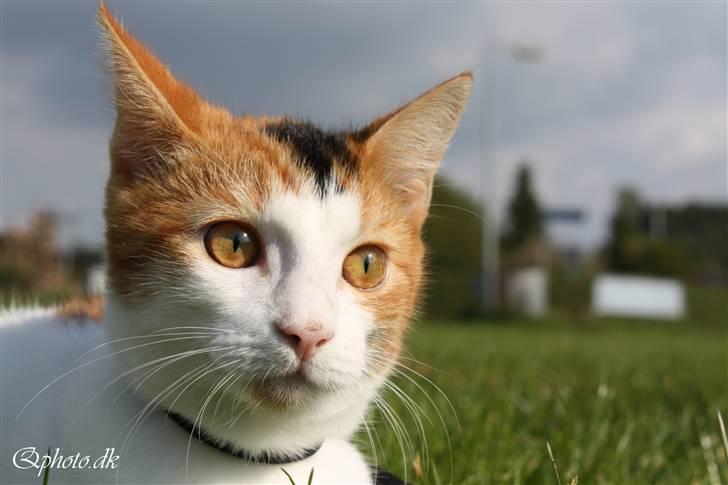 Huskat Lilo billede 18