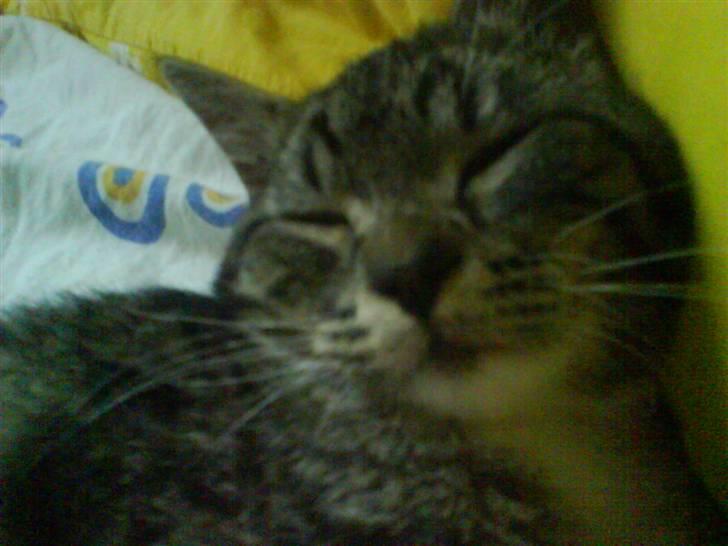 Blanding af racer Mali R.I.P 07.05.09 billede 8