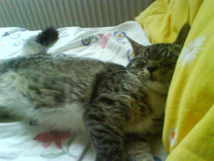 Blanding af racer Mali R.I.P 07.05.09 - Se hvor tyk jeg er ;D billede 9