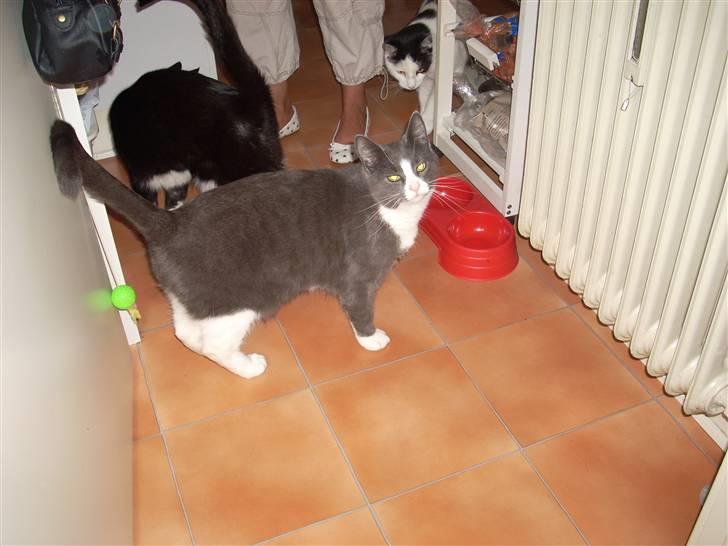 Huskat Gråmis billede 5