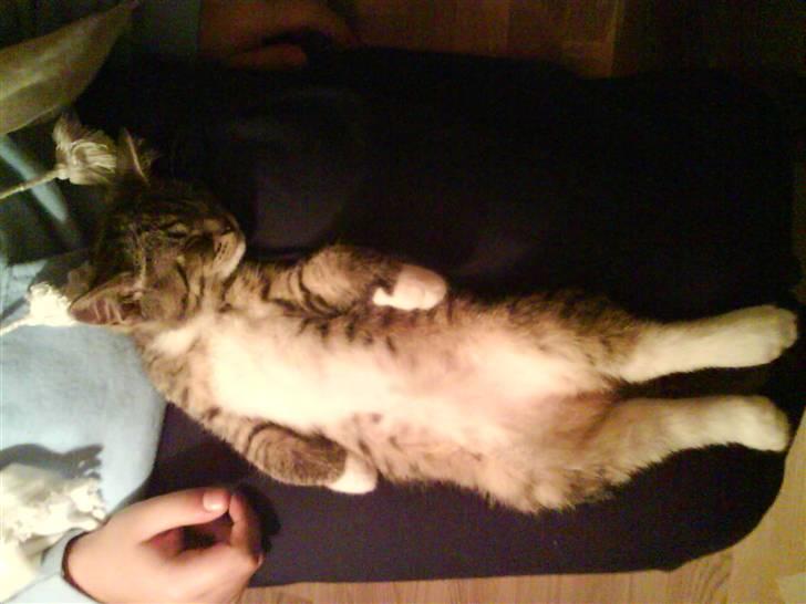 Blanding af racer Mali R.I.P 07.05.09 billede 10