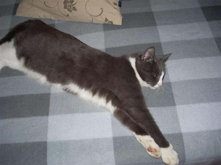 Huskat Gråmis billede 6