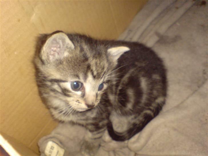 Blanding af racer Killer har fået nyt hjem. - lille killer kun 5 uger gammel billede 1