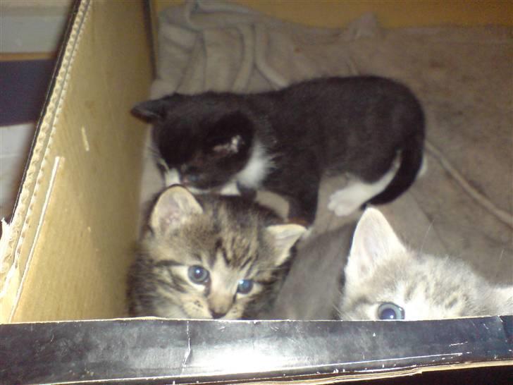 Blanding af racer Killer har fået nyt hjem. billede 2