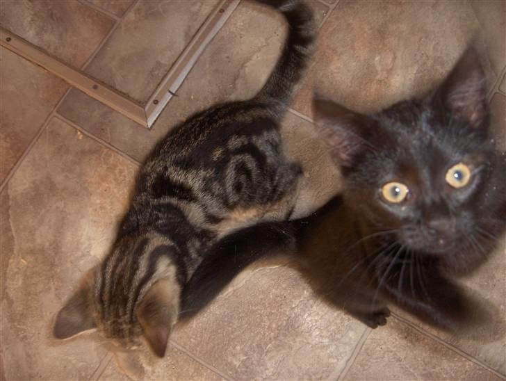 Blanding af racer Killer har fået nyt hjem. - killer sammen med sin søster calypso billede 3