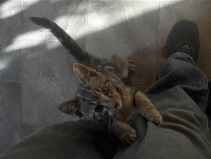 Blanding af racer Killer har fået nyt hjem. billede 4