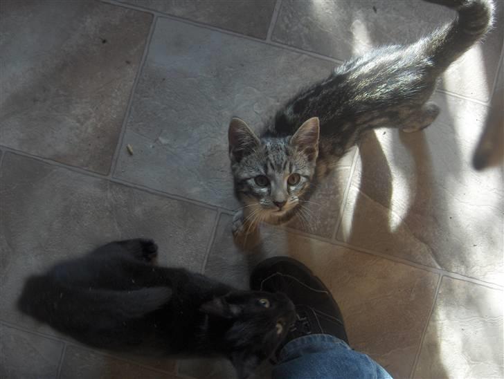 Blanding af racer Killer har fået nyt hjem. billede 5