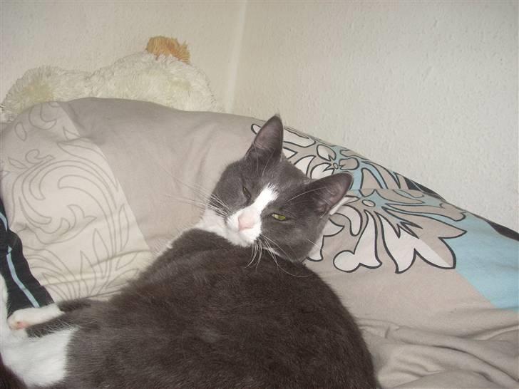 Huskat Gråmis billede 7