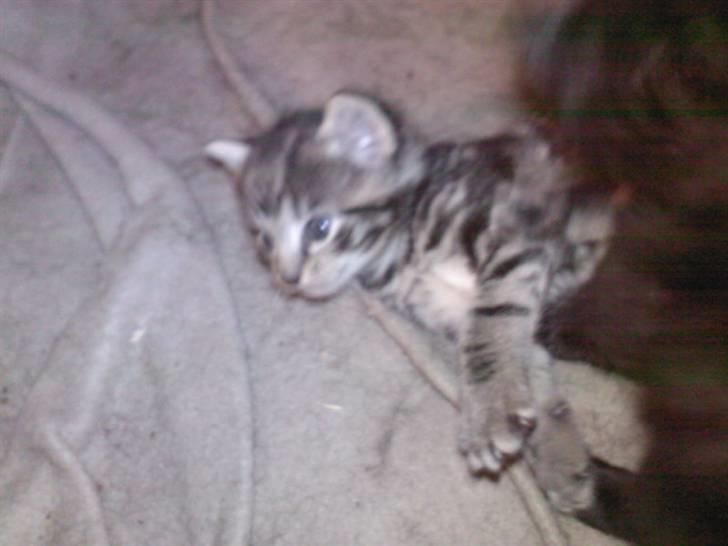 Blanding af racer Killer har fået nyt hjem. billede 6