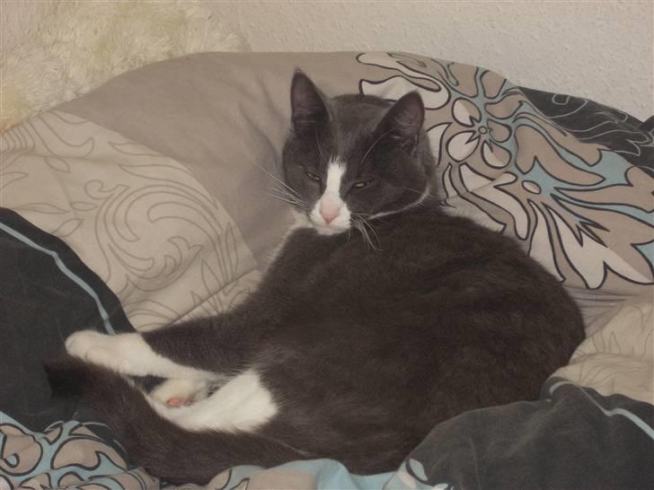 Huskat Gråmis billede 8