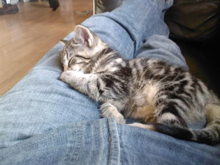 Blanding af racer Killer har fået nyt hjem. - nøj hvor sover man godt her... billede 7