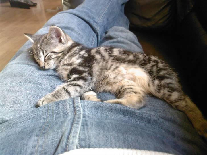 Blanding af racer Killer har fået nyt hjem. billede 8