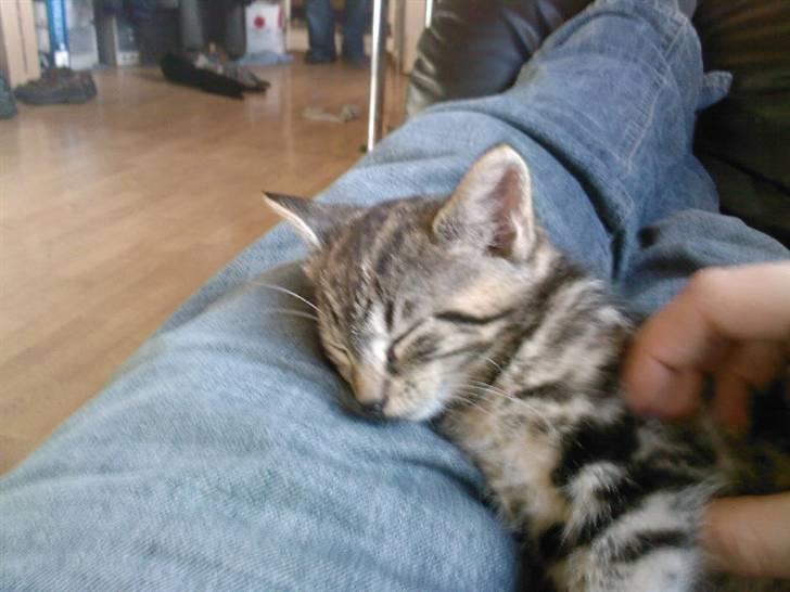 Blanding af racer Killer har fået nyt hjem. billede 9